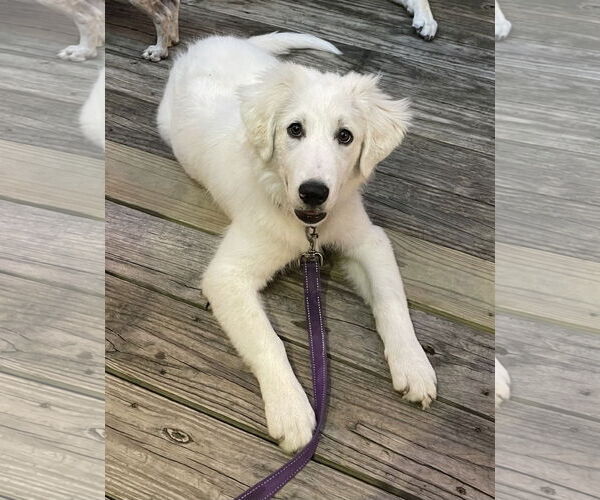 Medium Photo #6 Great Pyrenees Puppy For Sale in Spring, TX, USA