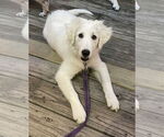 Small #5 Great Pyrenees