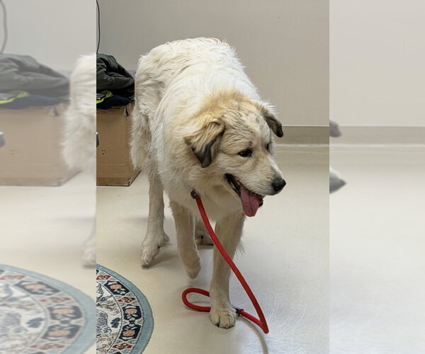 Medium Photo #2 Mutt Puppy For Sale in Shelburne, VT, USA