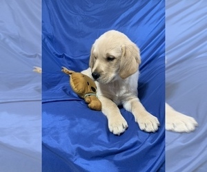 Golden Labrador Puppy for sale in LIVE OAK, FL, USA