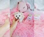 Small #11 Maltese