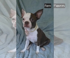 Boston Terrier Puppy for sale in MINERAL WELLS, WV, USA