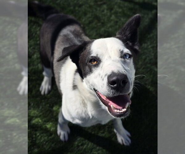 Medium Photo #1 Border Collie-Siberian Husky Mix Puppy For Sale in Lakewood, CO, USA