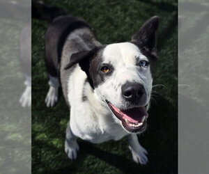 Border Collie-Siberian Husky Mix Dogs for adoption in Lakewood, CO, USA