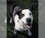 Neymar - Male Border Collie-Siberian Husky Mix Dog for Adoption - Small photo