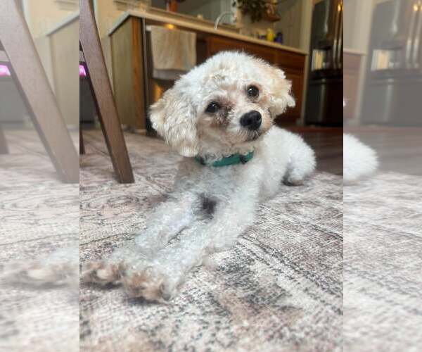 Medium Photo #1 Poodle (Toy)-Unknown Mix Puppy For Sale in Greenville, SC, USA