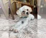 Moonpie - Male Poodle (Toy)-Unknown Mix Dog for Adoption - Small photo