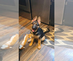 Small Photo #14 German Shepherd Dog Puppy For Sale in HEDGESVILLE, WV, USA