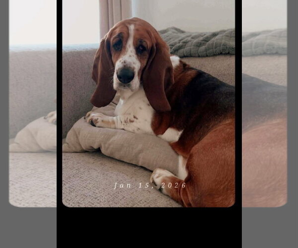 Medium Photo #1 Basset Hound Puppy For Sale in Deepwater, NJ, USA