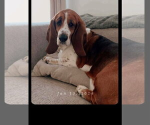 Basset Hound Dogs for adoption in Deepwater, NJ, USA