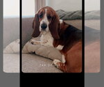 Small Basset Hound