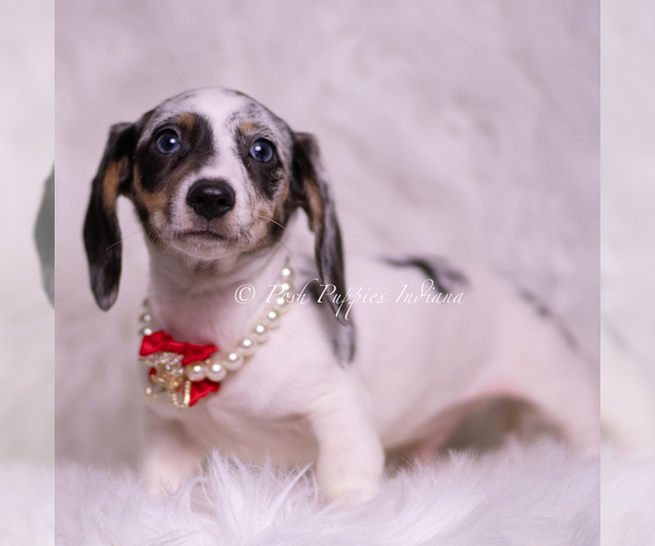 Medium Photo #86 Dachshund Puppy For Sale in WARSAW, IN, USA