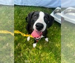 Small #2 American Staffordshire Terrier-Great Dane Mix