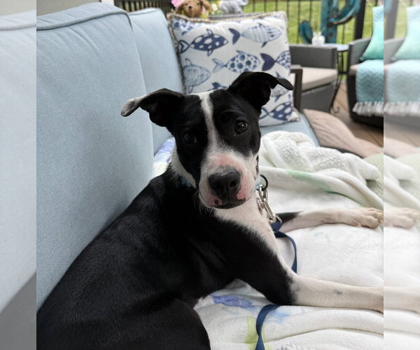 Medium Photo #2 Boston Terrier-Unknown Mix Puppy For Sale in Springdale, PA, USA