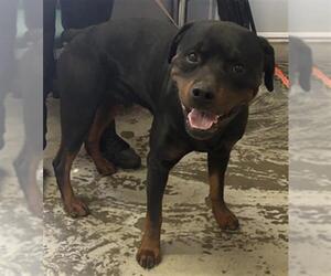Rottweiler Dogs for adoption in Camarillo, CA, USA