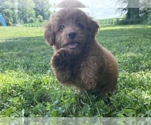 Goldendoodle (Miniature) Puppy for sale in FRANKLIN, IN, USA