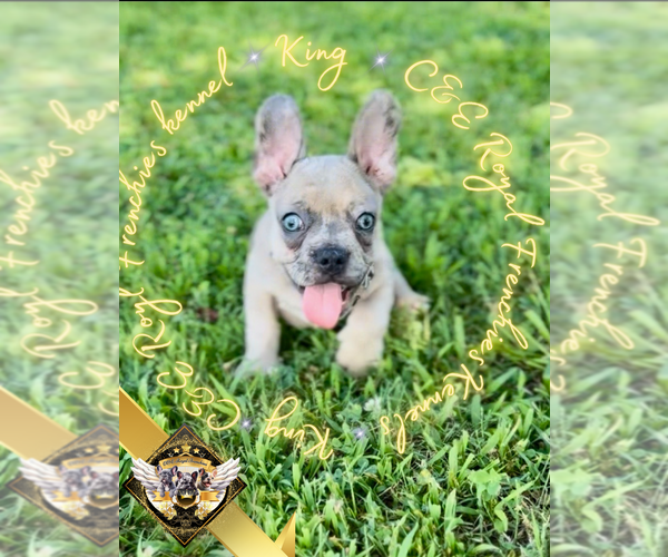 Medium Photo #3 French Bulldog Puppy For Sale in ATHENS, GA, USA