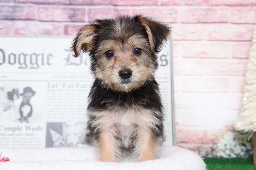 Medium Photo #1 Yo-Chon Puppy For Sale in BEL AIR, MD, USA