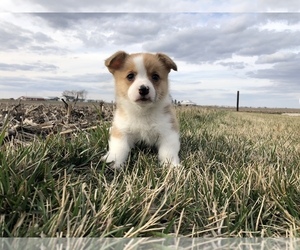 Pembroke Welsh Corgi Puppy for sale in ARTHUR, IL, USA