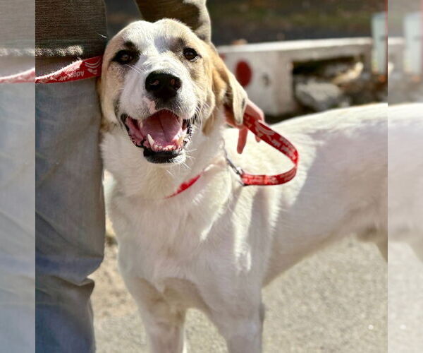 Medium Photo #2 Great Pyrenees-Unknown Mix Puppy For Sale in Canton, CT, USA