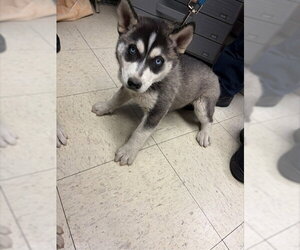 Siberian Husky Dogs for adoption in Stockton, CA, USA