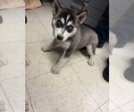 Small Siberian Husky
