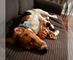 Small #5 Beagle