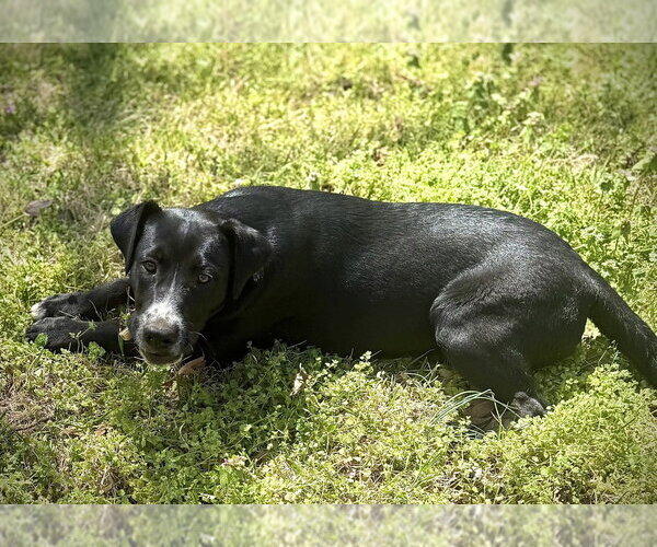 Medium Photo #4 Collie-Unknown Mix Puppy For Sale in Boston, MA, USA