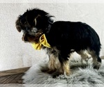 Small #5 Yorkshire Terrier