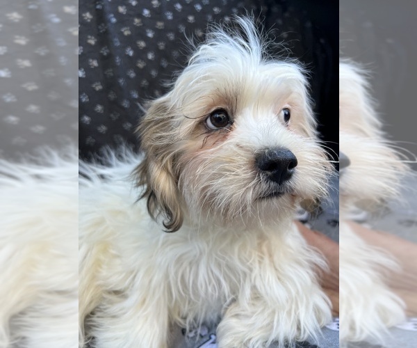 Medium Photo #6 Zuchon Puppy For Sale in RENO, NV, USA