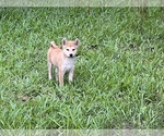 Small Photo #8 Shiba Inu Puppy For Sale in MERRITT IS, FL, USA