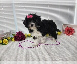 Aussiedoodle Miniature Puppy for sale in CHADWICK, MO, USA