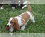 Small #6 Basset Hound
