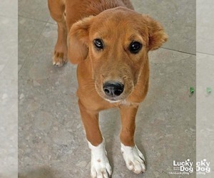 Labrador Retriever-Unknown Mix Dogs for adoption in Washington, DC, USA