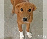 Small Labrador Retriever Mix