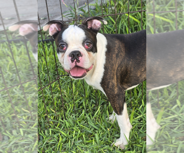 Medium Photo #4 Boston Terrier Puppy For Sale in BROOKSVILLE, FL, USA