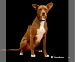 Small #3 Mutt