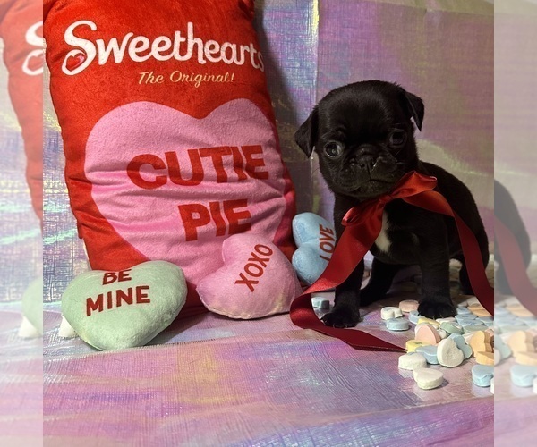 Medium Photo #16 Pug Puppy For Sale in MOUNT WASHINGTON, KY, USA