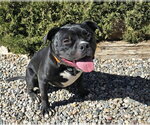 Small #2 American Staffordshire Terrier-Bulldog Mix