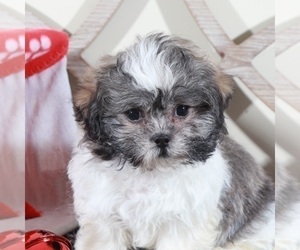 Zuchon Puppy for sale in MOUNT VERNON, OH, USA