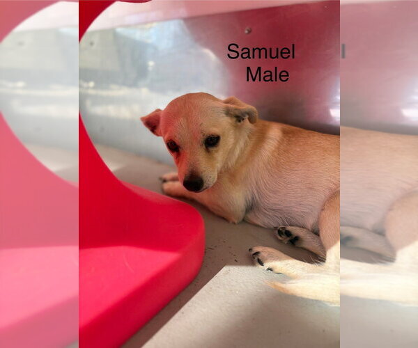 Medium Photo #1 Chihuahua-Unknown Mix Puppy For Sale in Studio City, CA, USA