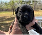 Small Photo #44 Rotticorso Puppy For Sale in REEVESVILLE, SC, USA