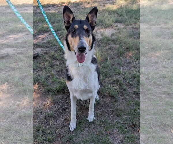 Medium Photo #2 Collie Puppy For Sale in Pueblo West, CO, USA