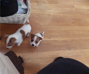 Jack Russell Terrier Litter for sale in CINCINNATI, OH, USA
