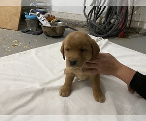 Labrador Retriever Puppy for sale in LEBANON, PA, USA