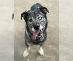 Small Siberian Husky Mix
