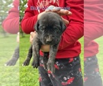 Small #3 Mastiff