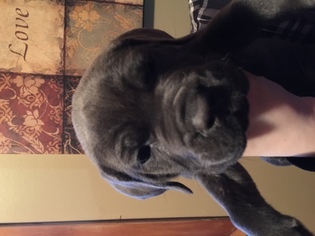 Cane Corso Puppy for sale in MUNCIE, IN, USA
