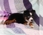 Small Photo #5 Miniature Australian Shepherd Puppy For Sale in CINCINNATI, OH, USA