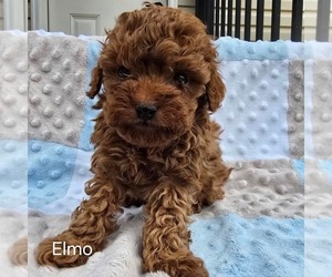 Poodle (Toy) Puppy for sale in CHARLOTTE HALL, MD, USA